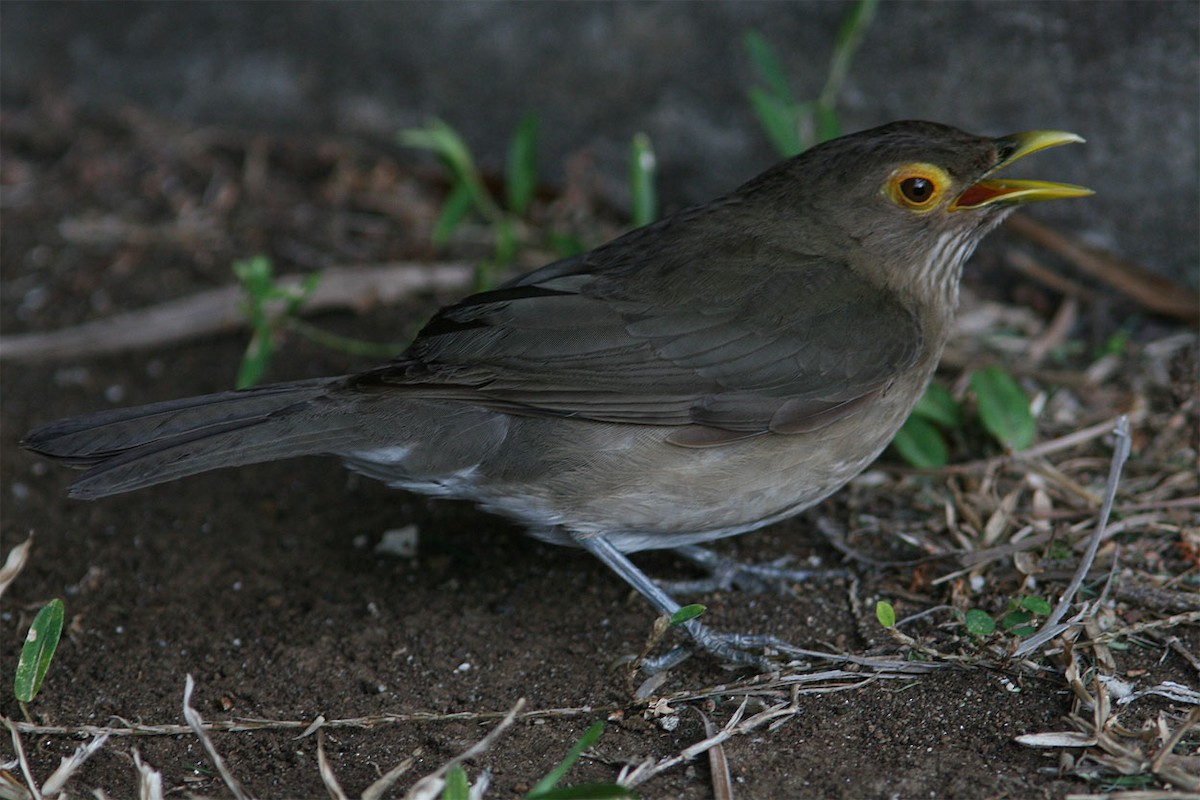 Spectacled Thrush - ML204717751