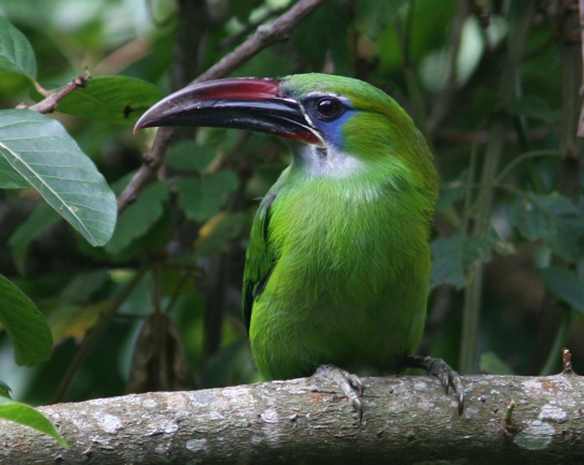 Groove-billed Toucanet (Groove-billed) - Mikko Pyhälä