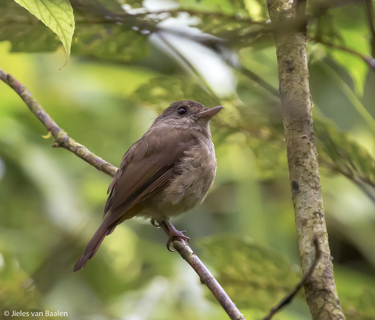 Matinan Flycatcher - Jieles van Baalen