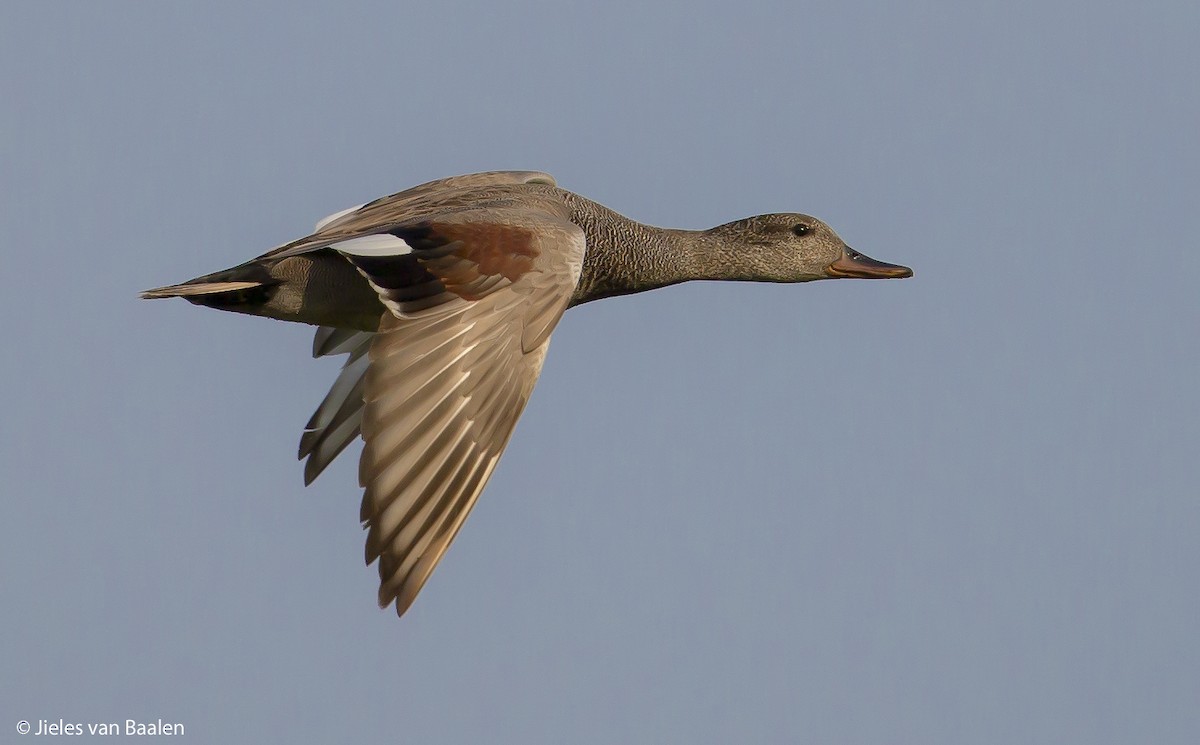 Gadwall (Common) - ML204718521