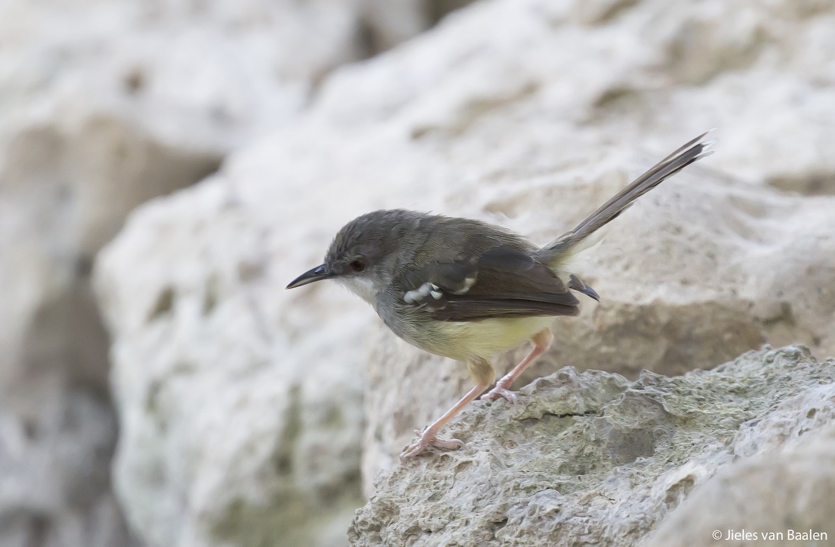 Bar-winged Prinia - ML204718601