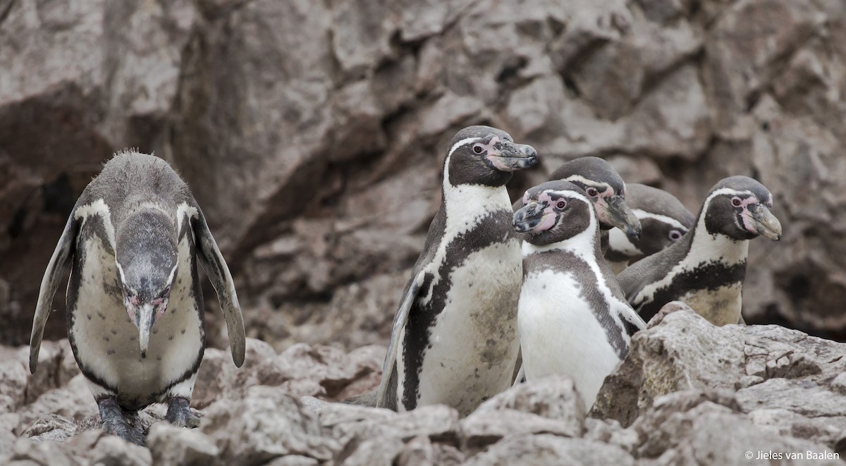 Humboldt Penguin - ML204718611