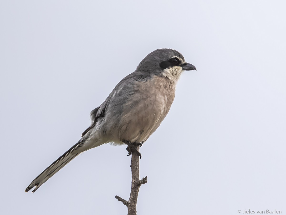 Iberian Gray Shrike - ML204718631