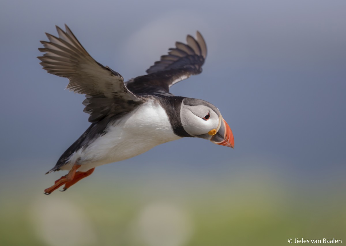 Atlantic Puffin - ML204718871