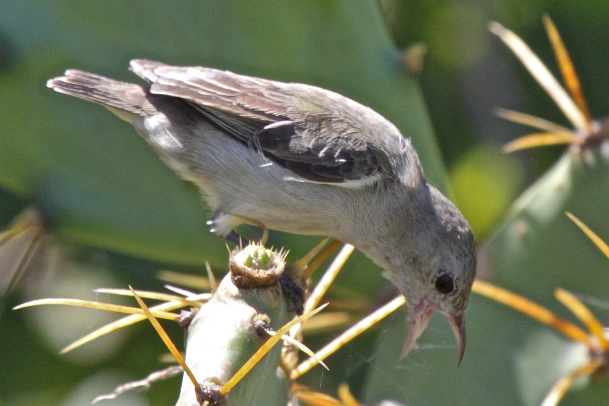 Pale-billed Flowerpecker - ML204719141