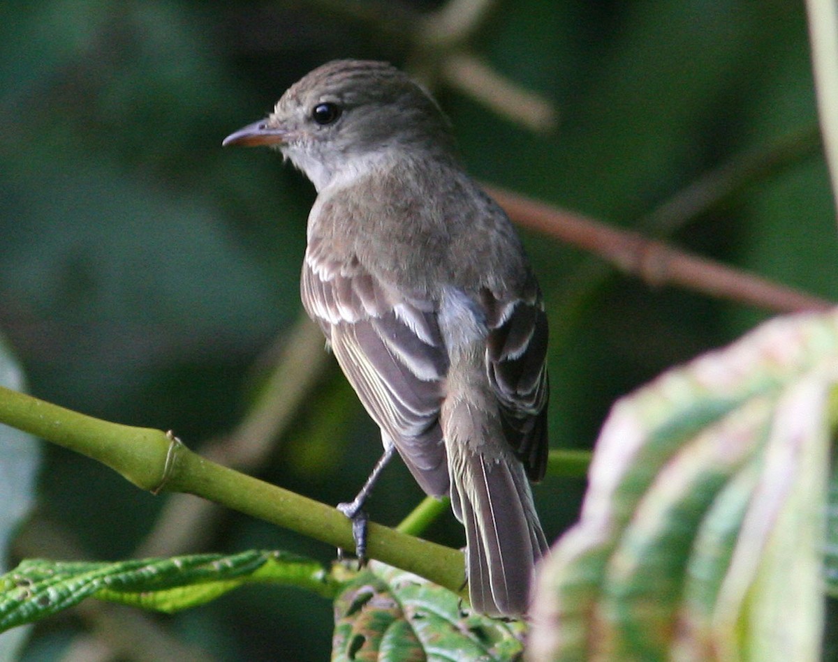 Caribbean Elaenia (Caribbean) - ML204719671