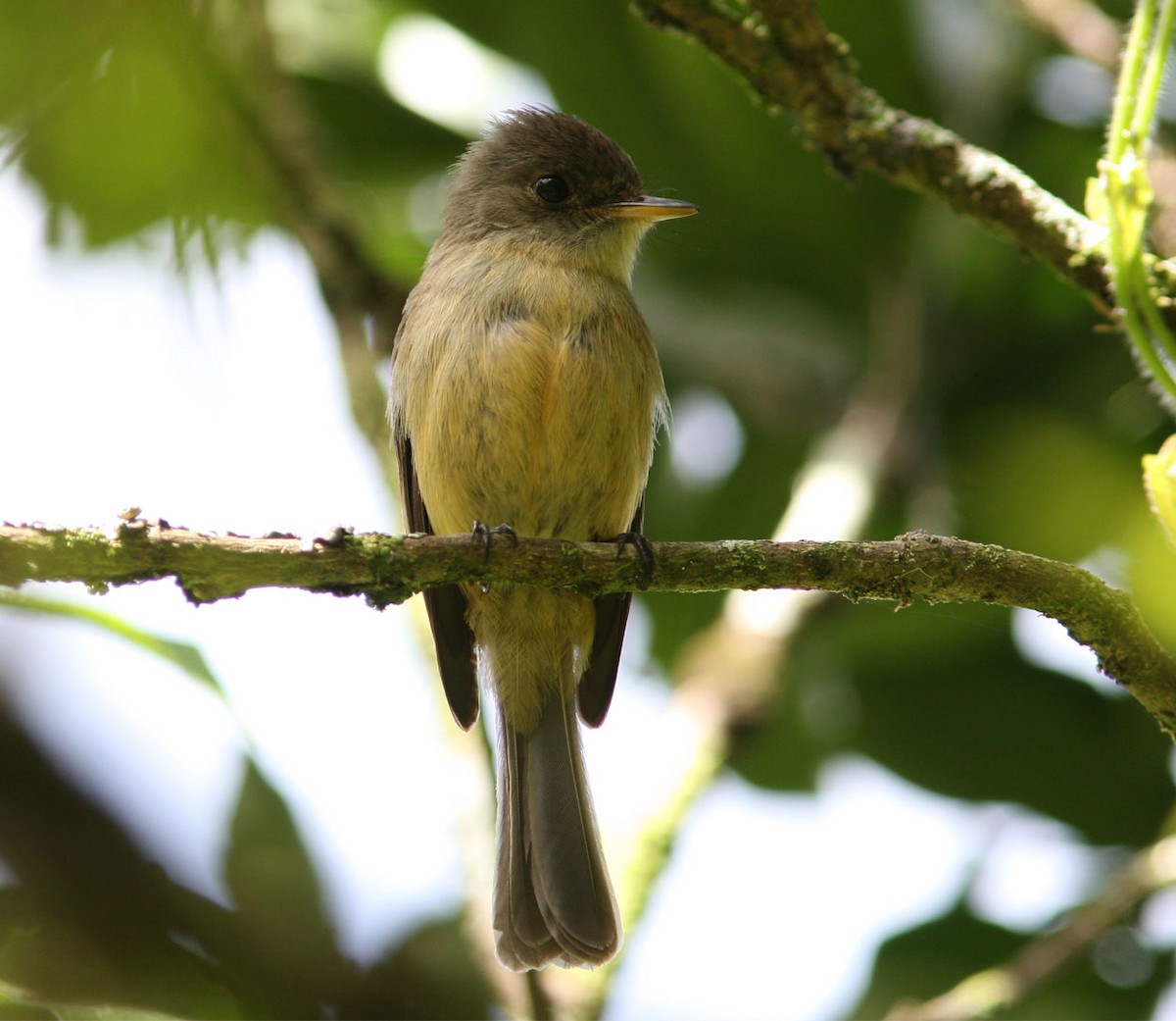 Lesser Antillean Pewee (Lesser Antilles) - ML204719751