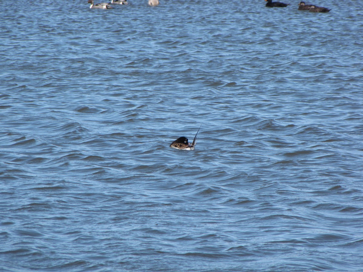 Long-tailed Duck - ML20471981