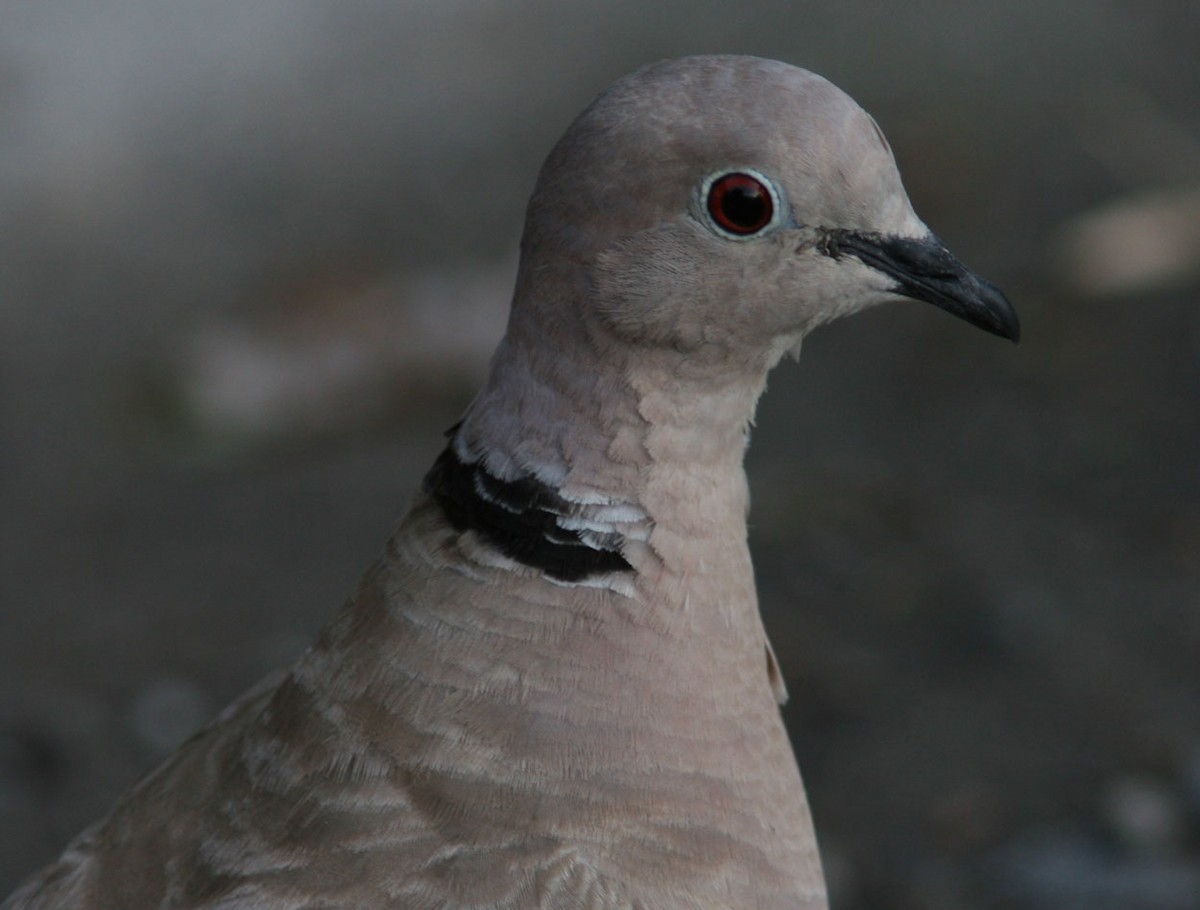 Eurasian Collared-Dove - ML204720021