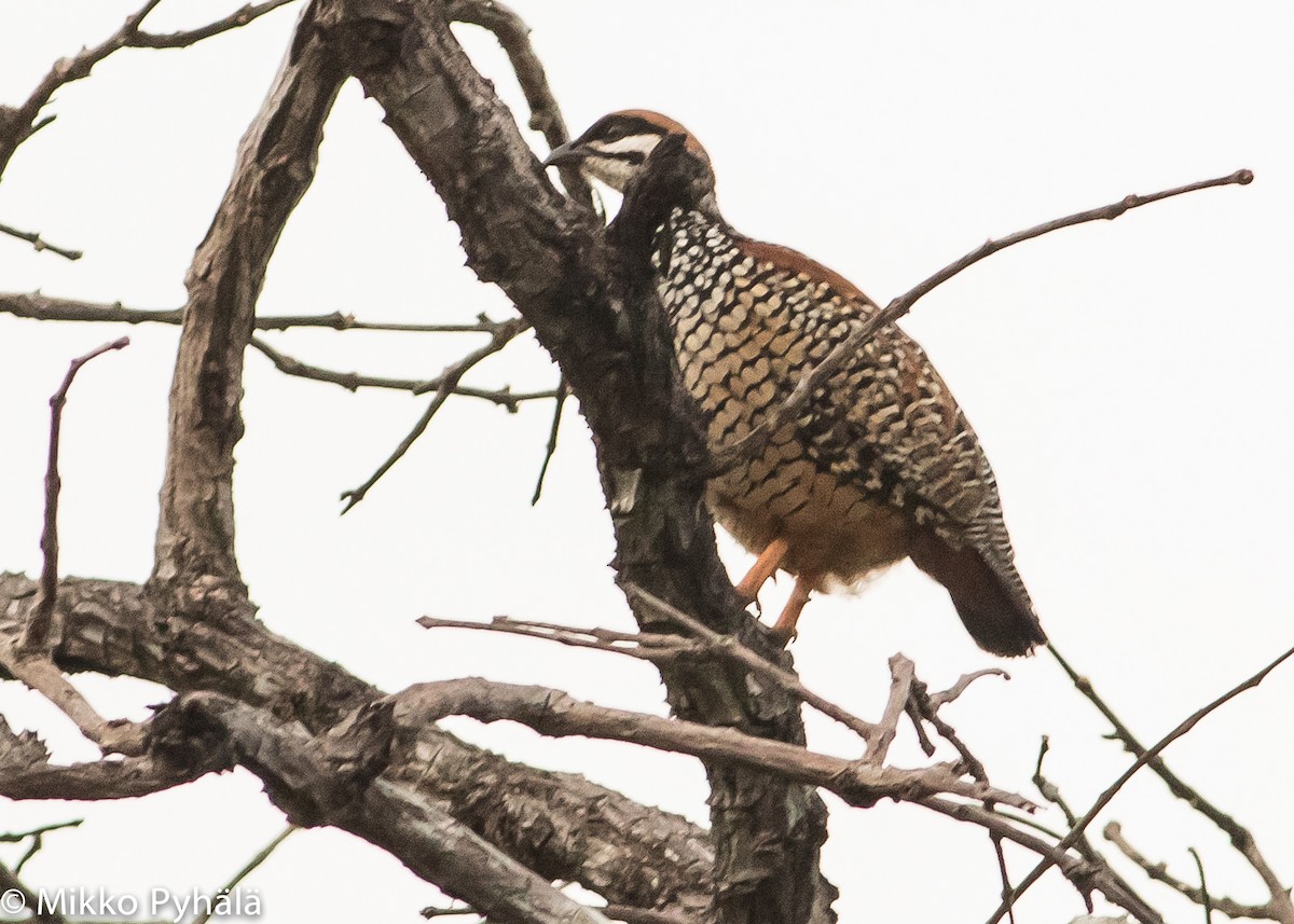 Chinese Francolin - Mikko Pyhälä