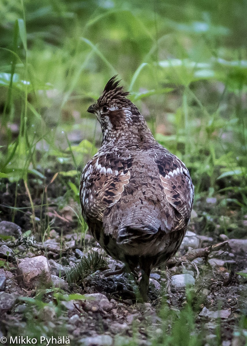 Hazel Grouse - ML204720511