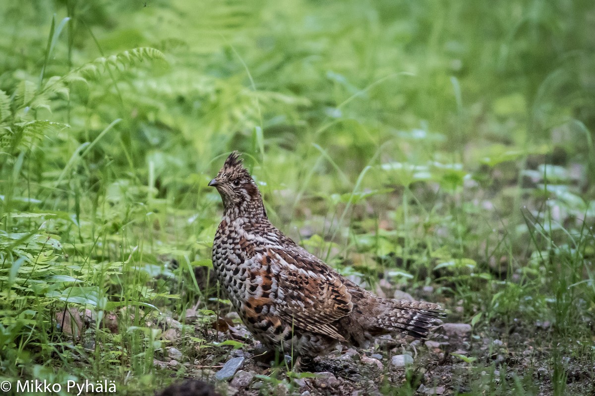 Hazel Grouse - ML204720521