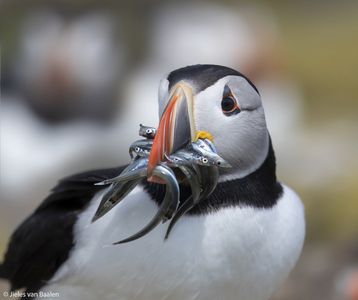 Atlantic Puffin - ML204720661