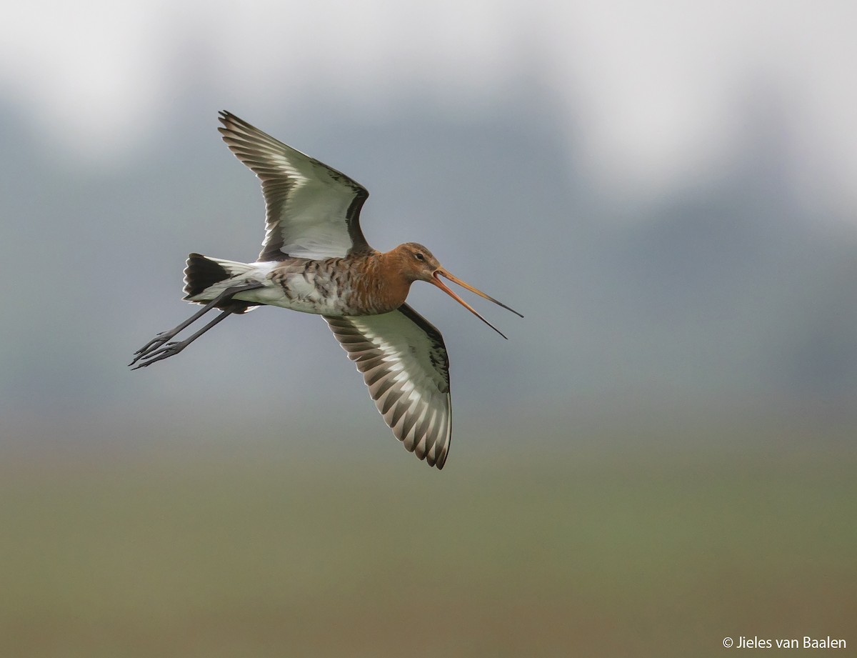 Black-tailed Godwit - ML204720731
