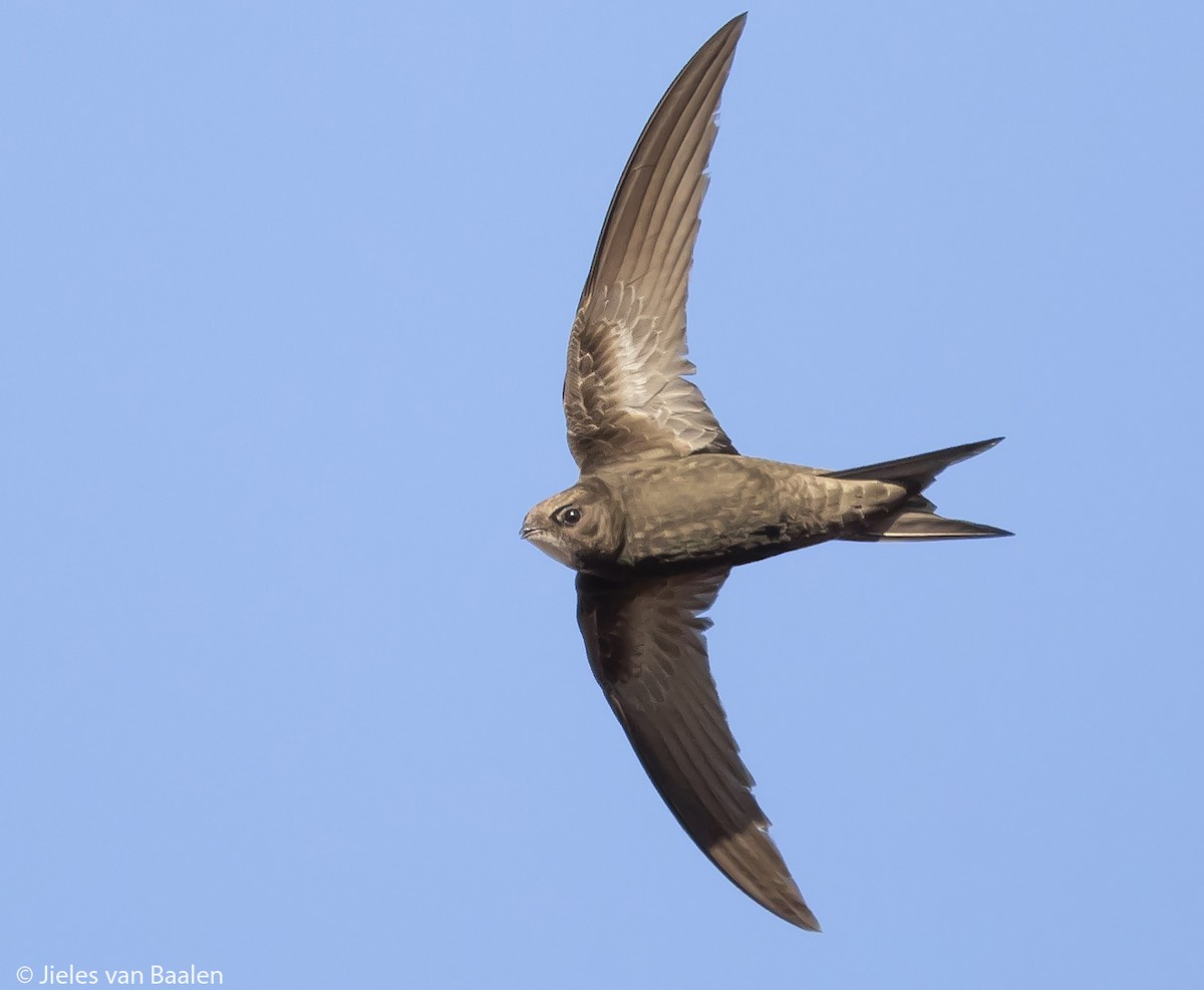 Common Swift - ML204720751