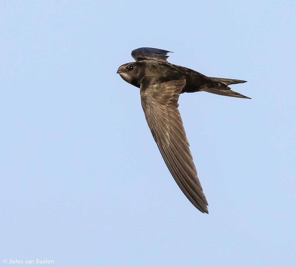 Common Swift - ML204720761