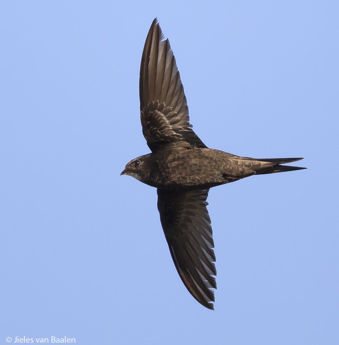 Common Swift - ML204720771