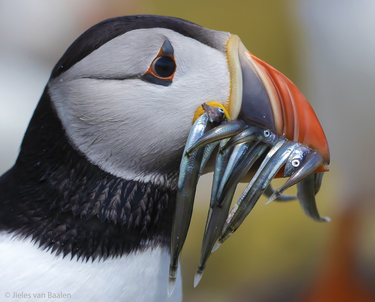 Atlantic Puffin - Jieles van Baalen