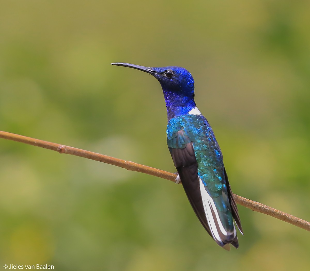 White-necked Jacobin - ML204720891