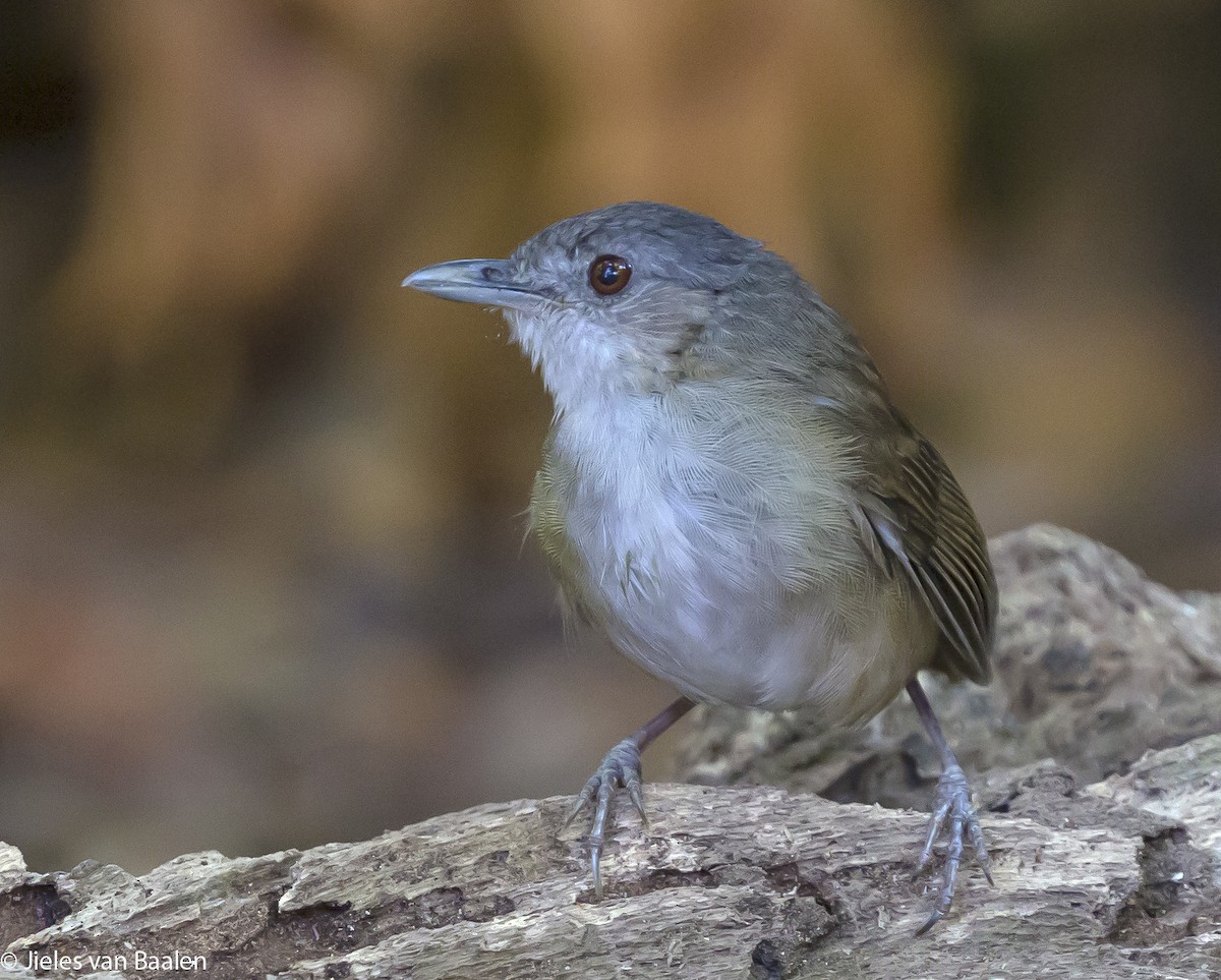 Horsfield's Babbler (Horsfield's) - ML204720911