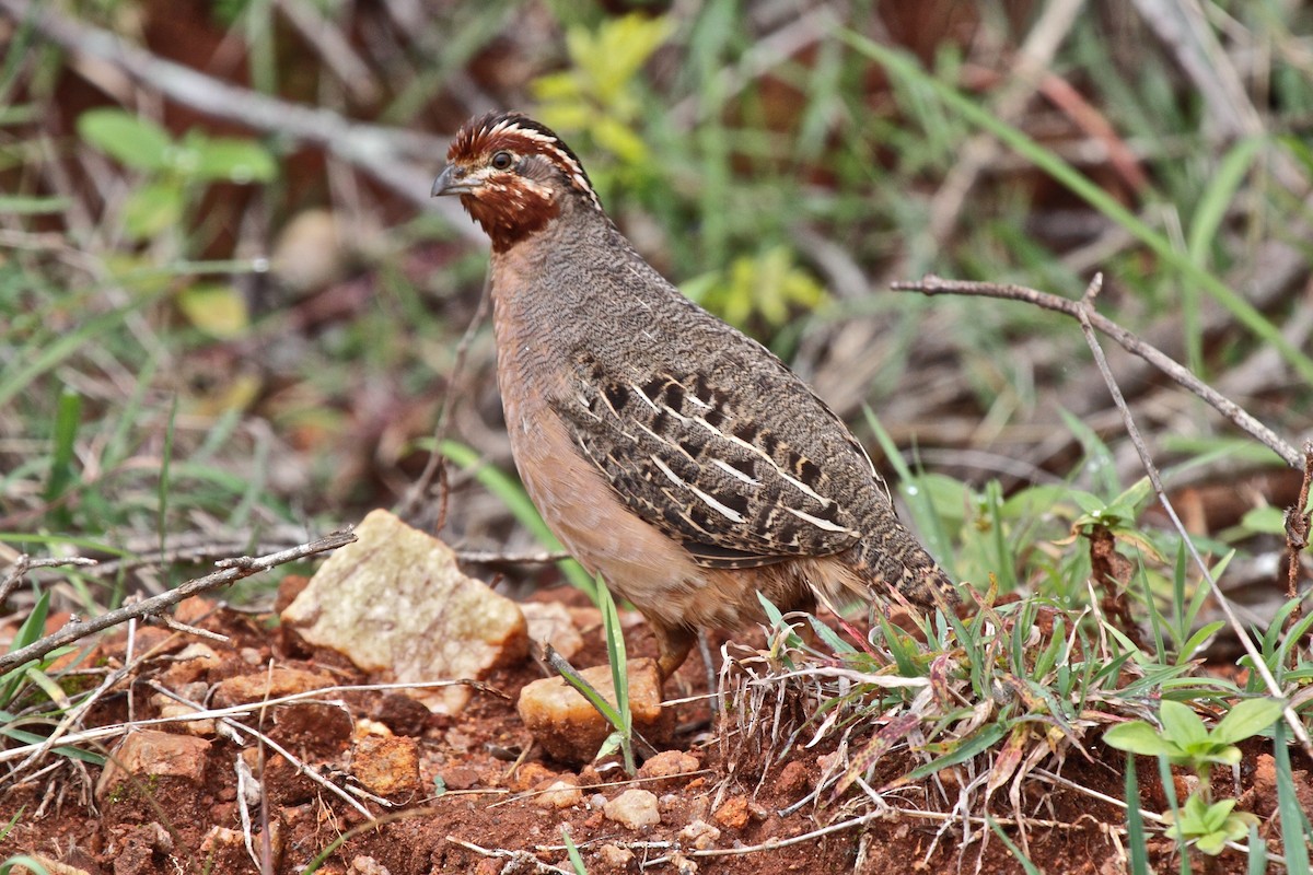 Jungle Bush-Quail - ML204721141