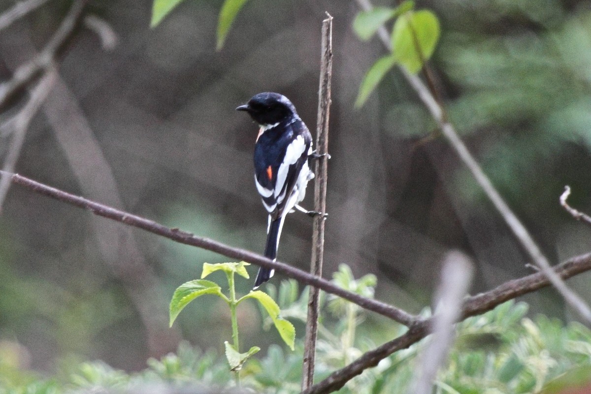 White-bellied Minivet - Vasanthan Panchavarnam