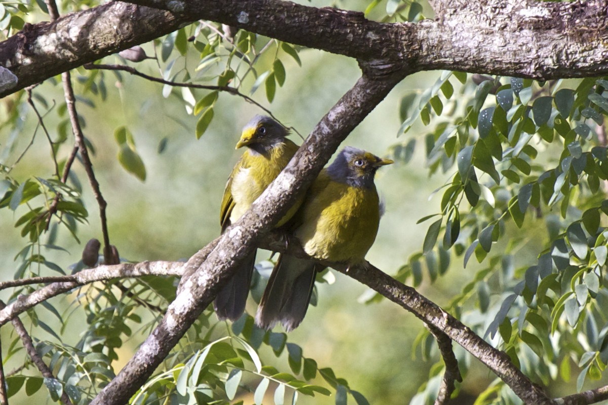 Gray-headed Bulbul - Vasanthan Panchavarnam