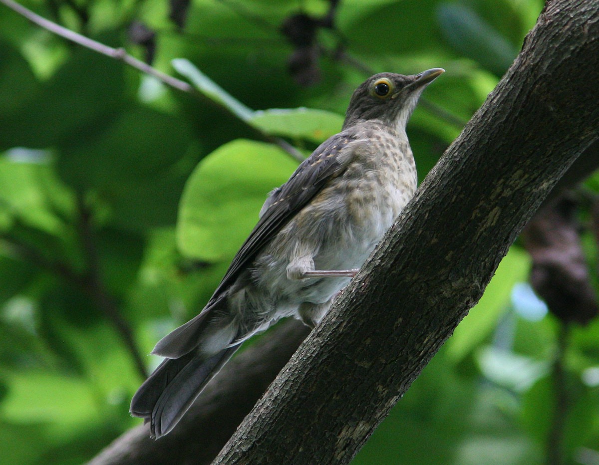 Spectacled Thrush - ML204721861