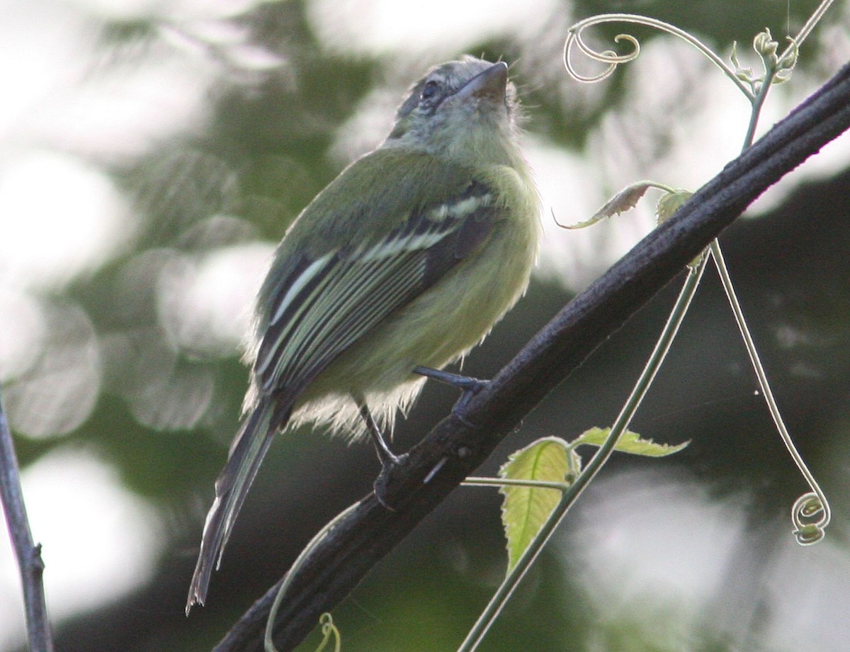 Yellow-olive Flatbill (exortivus) - ML204722121