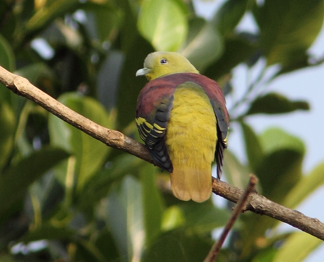Gray-fronted Green-Pigeon - ML204722351