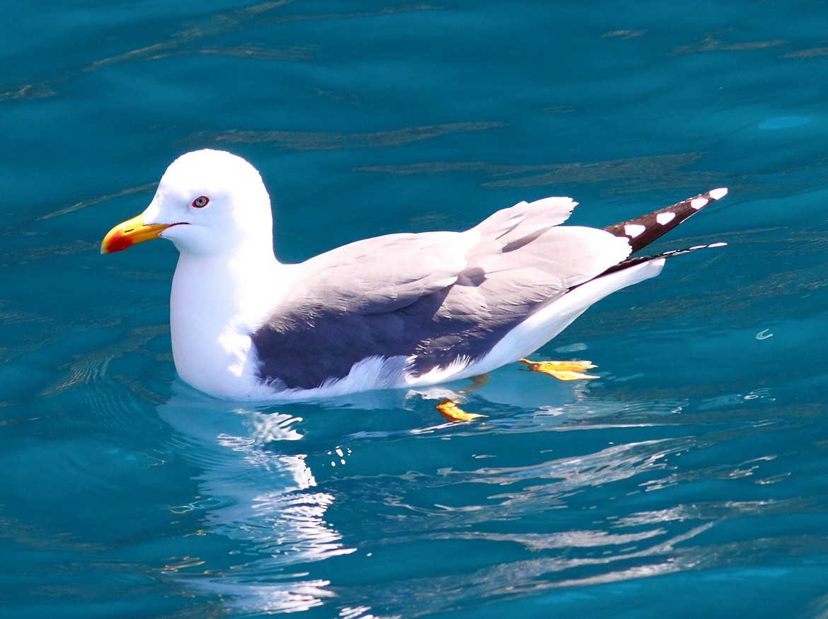 Yellow-legged Gull (atlantis) - Mikko Pyhälä