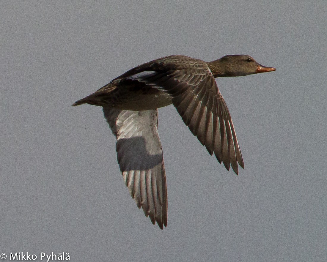 Gadwall - ML204722751