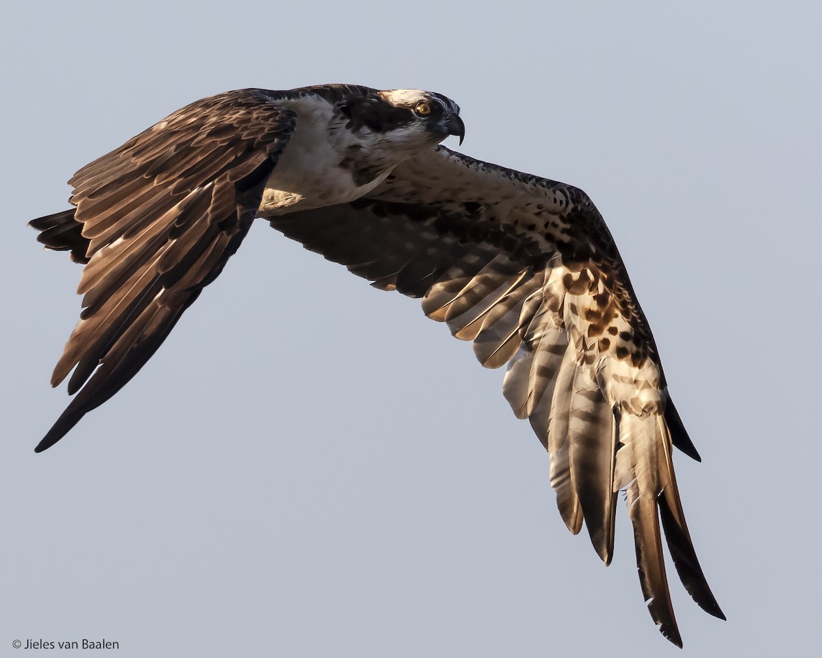 Osprey (Eurasian) - ML204722831
