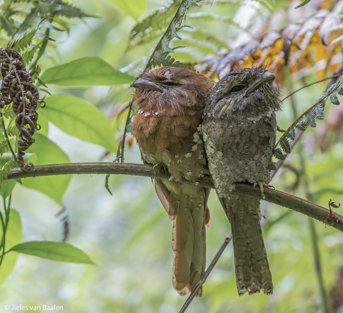 Sri Lanka Frogmouth - ML204722881