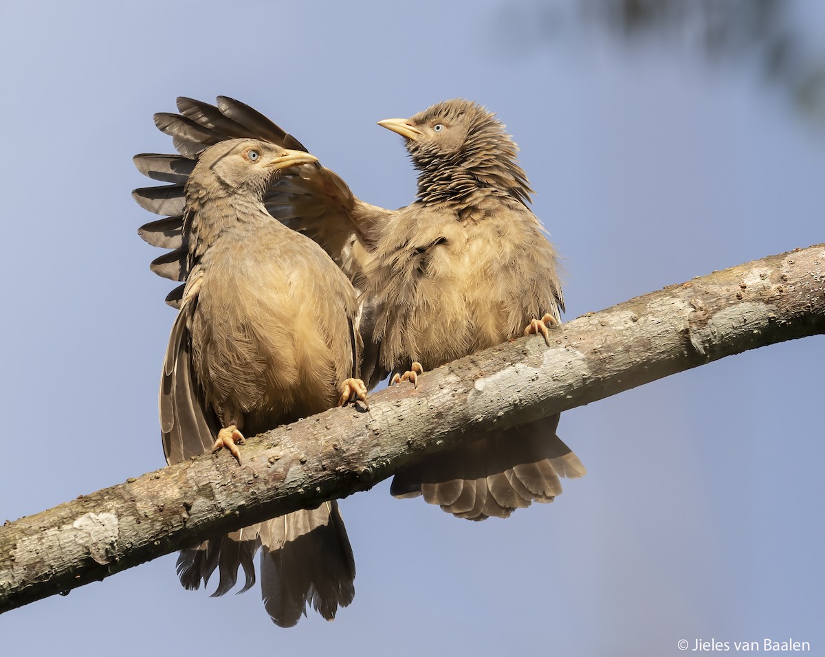 Yellow-billed Babbler - ML204722911