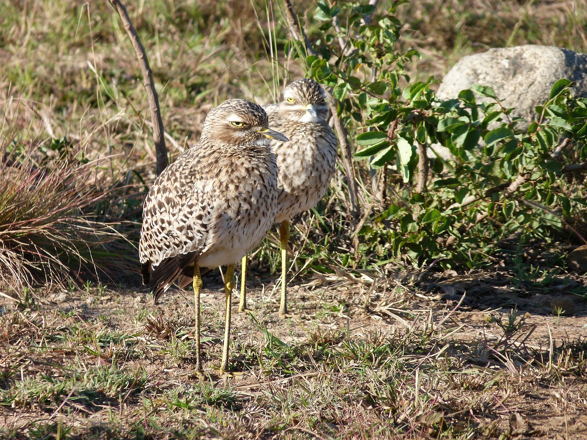 Spotted Thick-knee - Iain Wilkinson