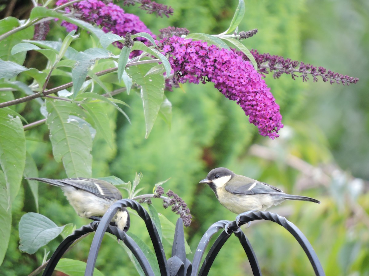 Great Tit - ML204723301