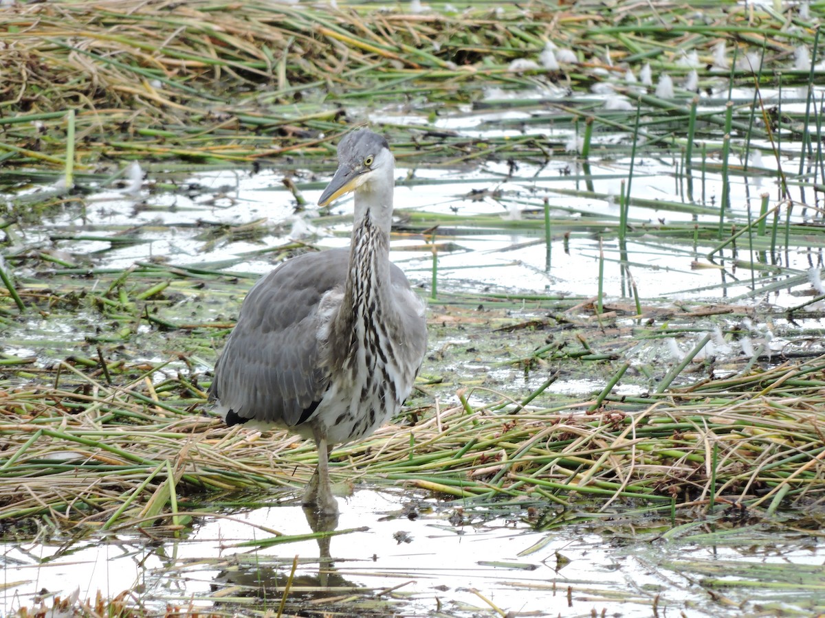 Gray Heron - ML204723331