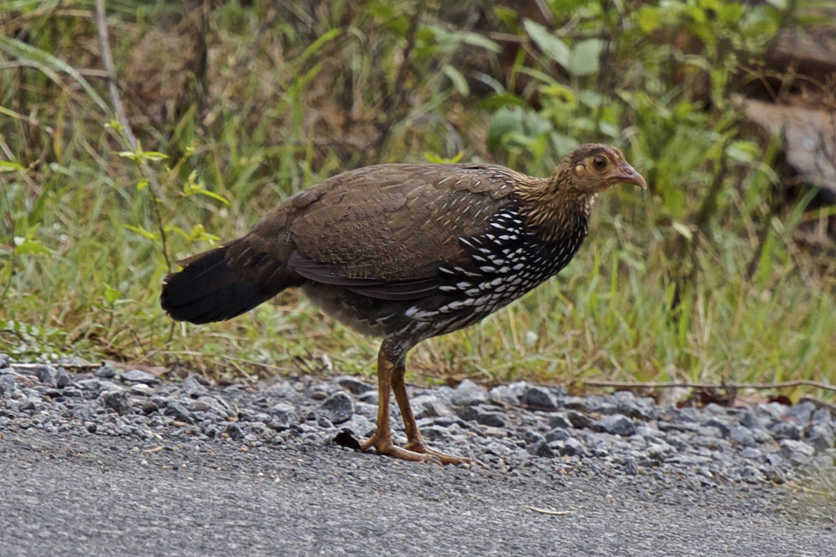 Gray Junglefowl - ML204723531