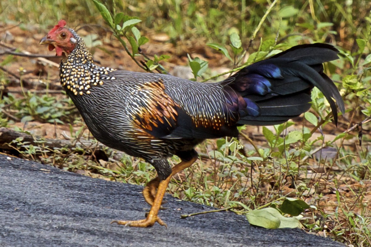 Gray Junglefowl - Vasanthan Panchavarnam