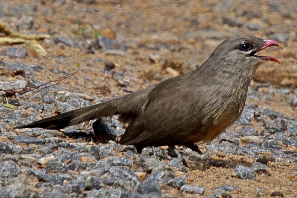 Sirkeer Malkoha - Vasanthan Panchavarnam