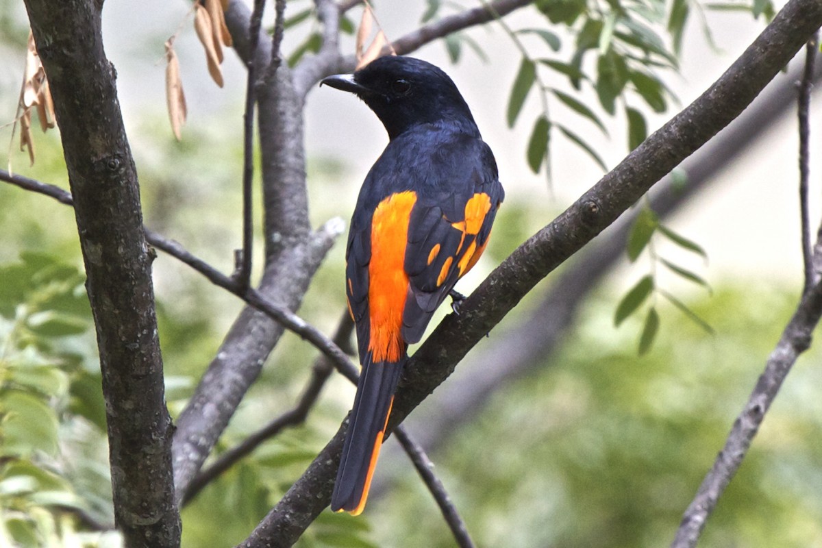 Orange Minivet - ML204723591