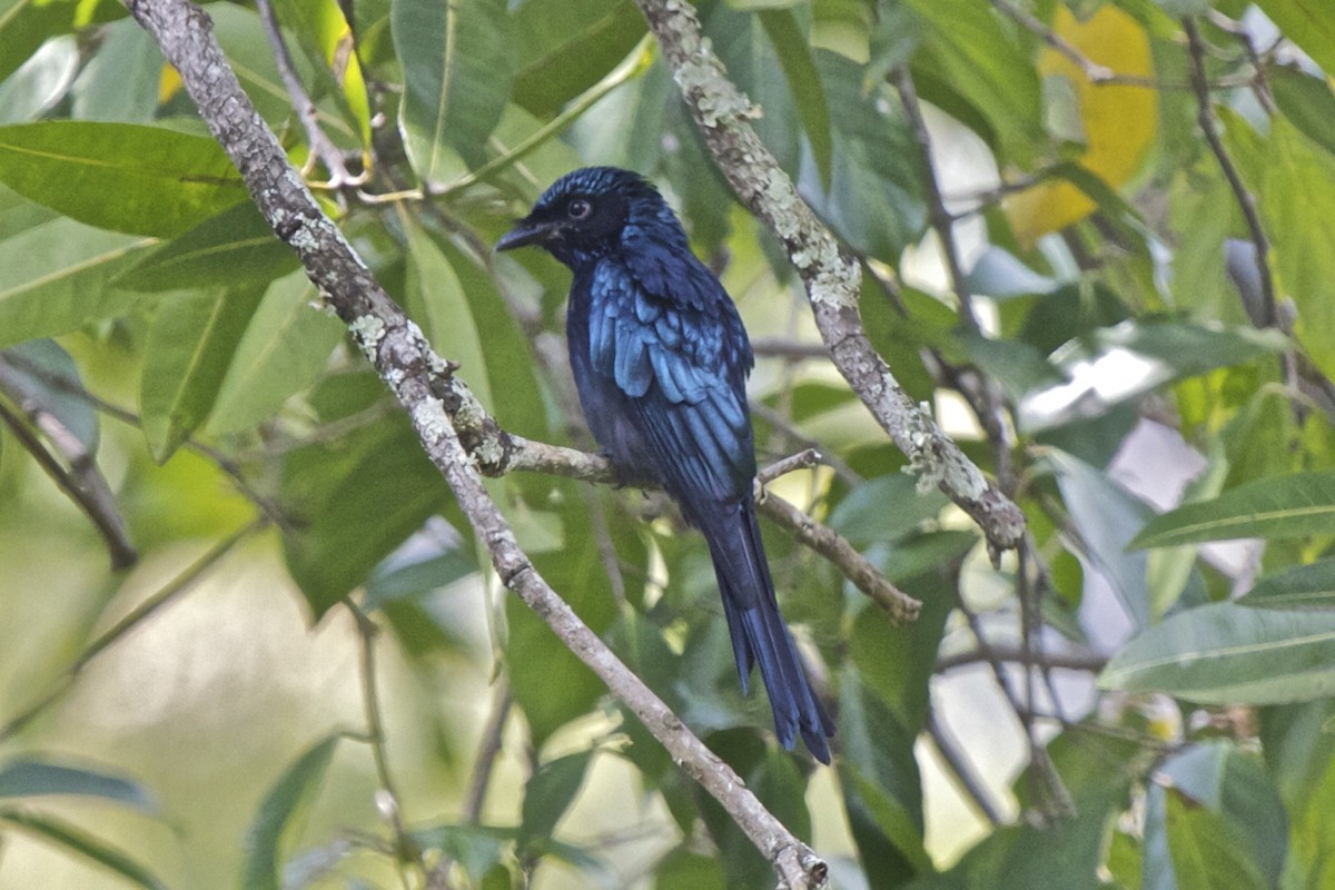 Menevişli Drongo - ML204723601