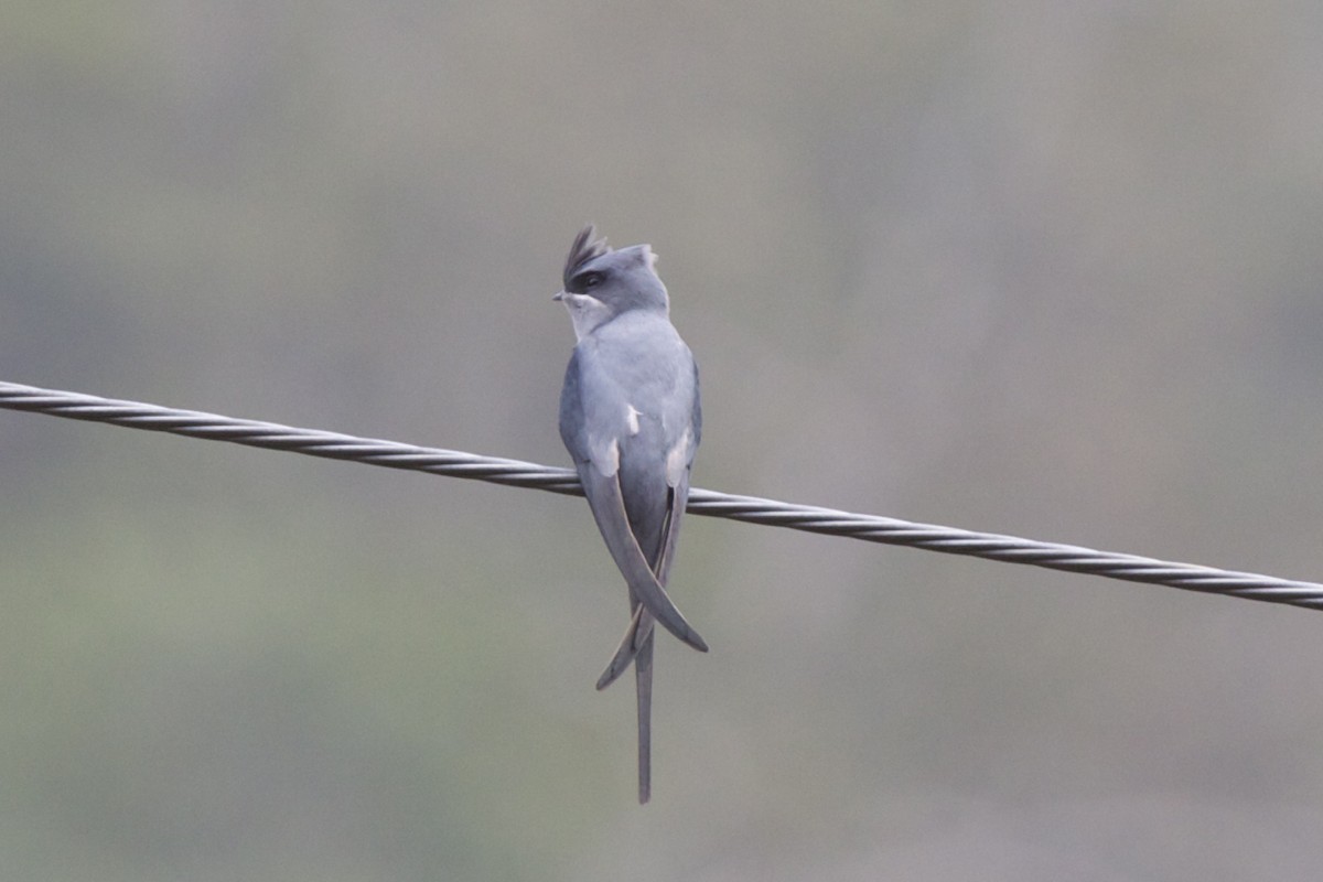 Crested Treeswift - ML204723611