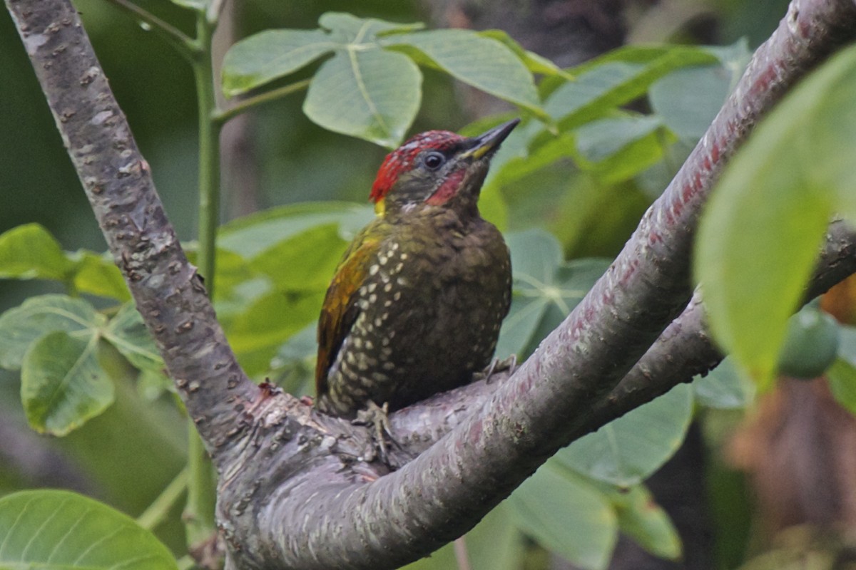 Lesser Yellownape - ML204723641