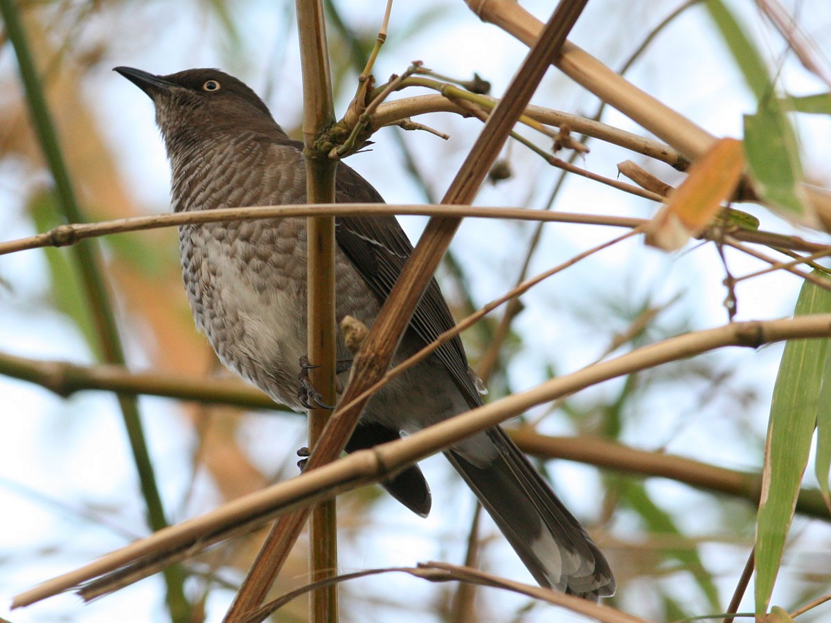 Scaly-breasted Thrasher - ML204724161