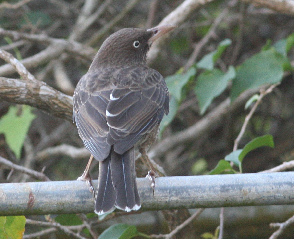 Pearly-eyed Thrasher - ML204724201