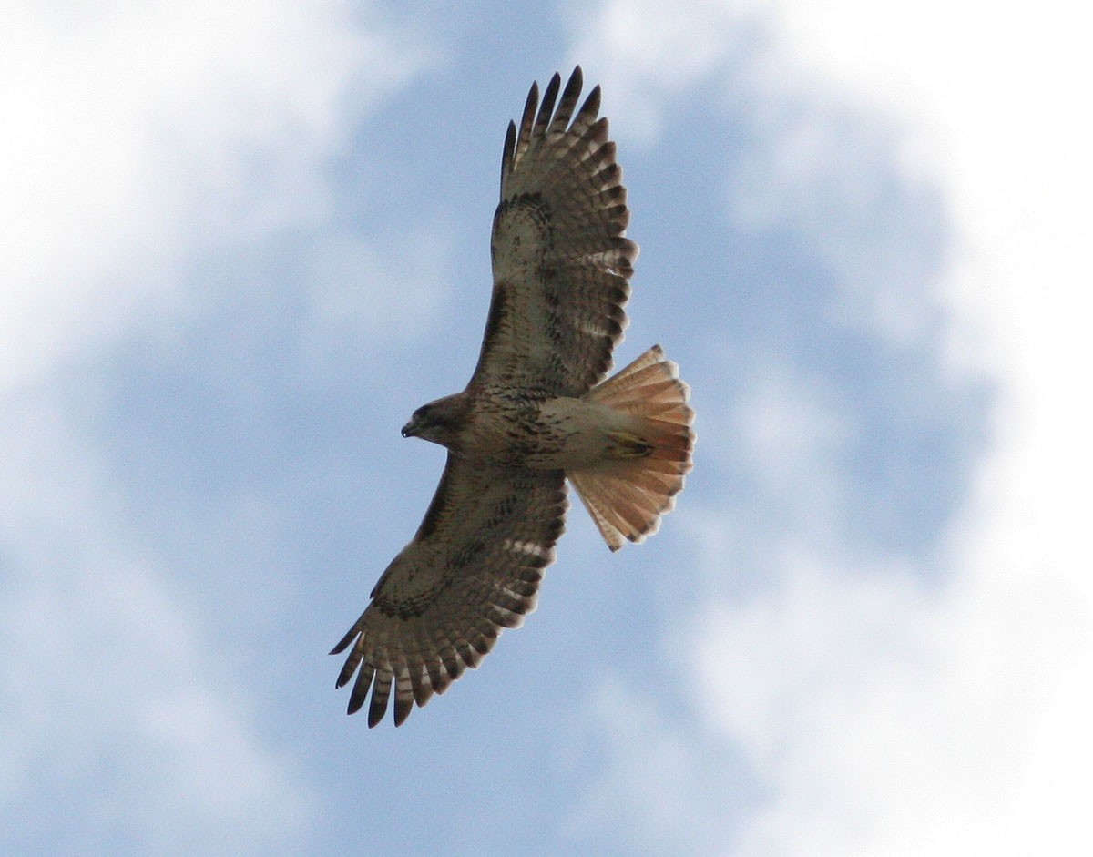 Red-tailed Hawk (jamaicensis) - Mikko Pyhälä