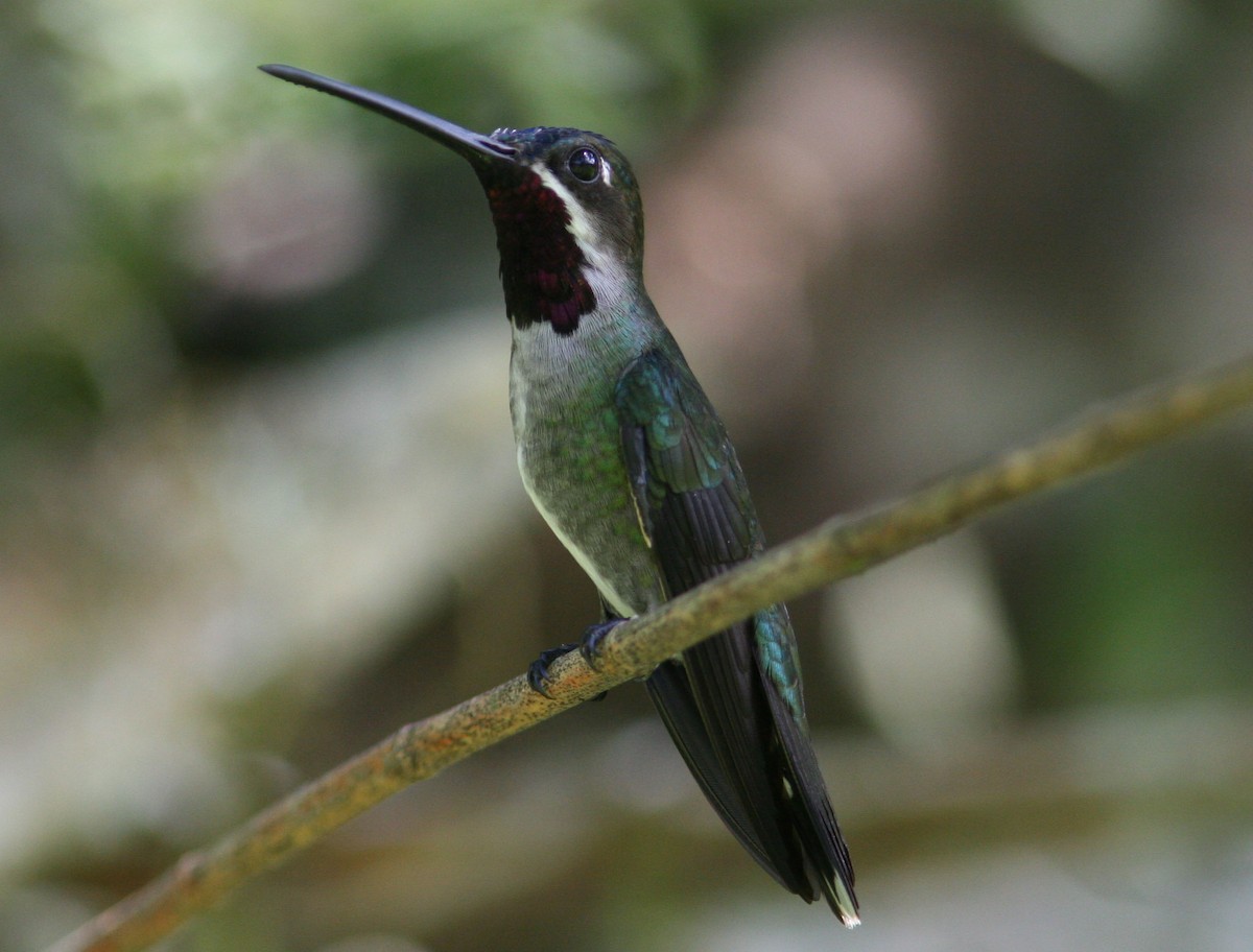 Long-billed Starthroat - Mikko Pyhälä