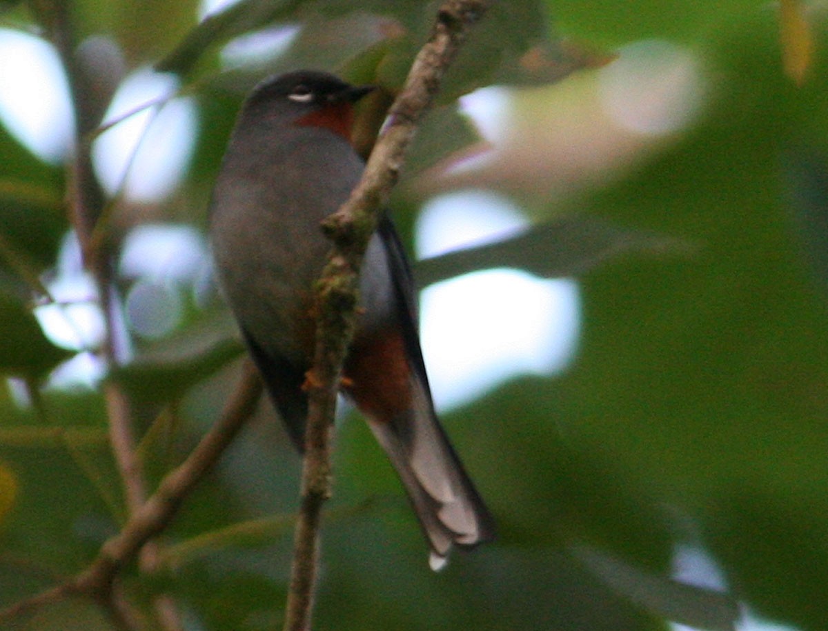 Solitario Gorjirrufo (grupo genibarbis) - ML204724611